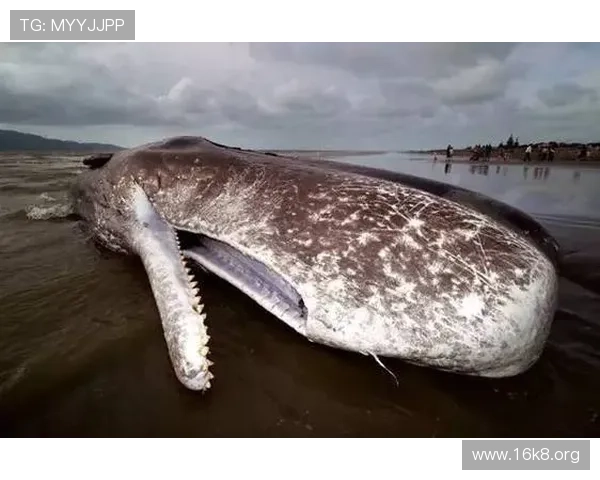 金鲨银鲨:从神话到现实的海底巨兽演变与人类的探索历程 金鲨银鲨:从神话到现实的海底巨兽演变与人类的探索历程